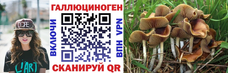 Галлюциногенные грибы Psilocybine cubensis  закладка  Бабаево 
